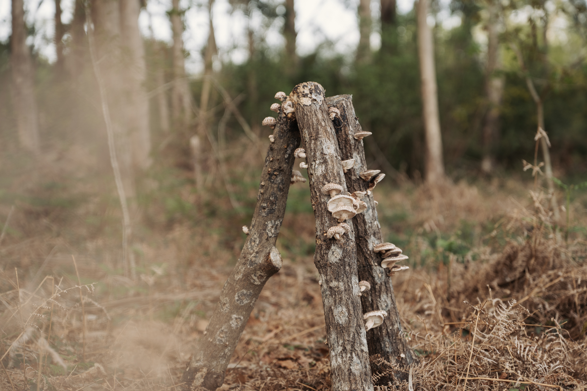 Troncos de shiitake na finca de Rianxo