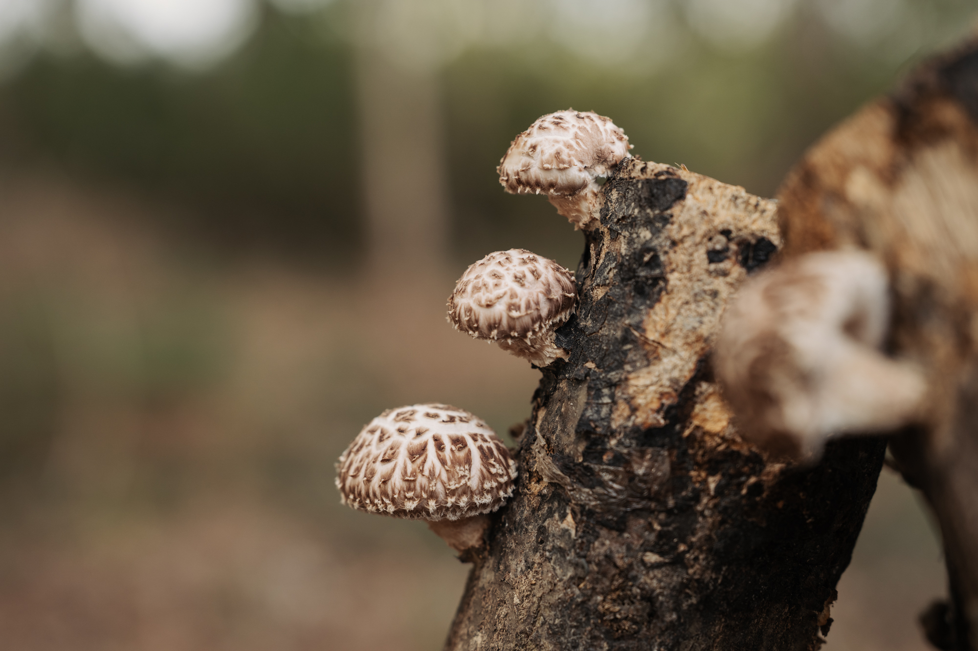 Tronco de carballo inoculado dando shiitake