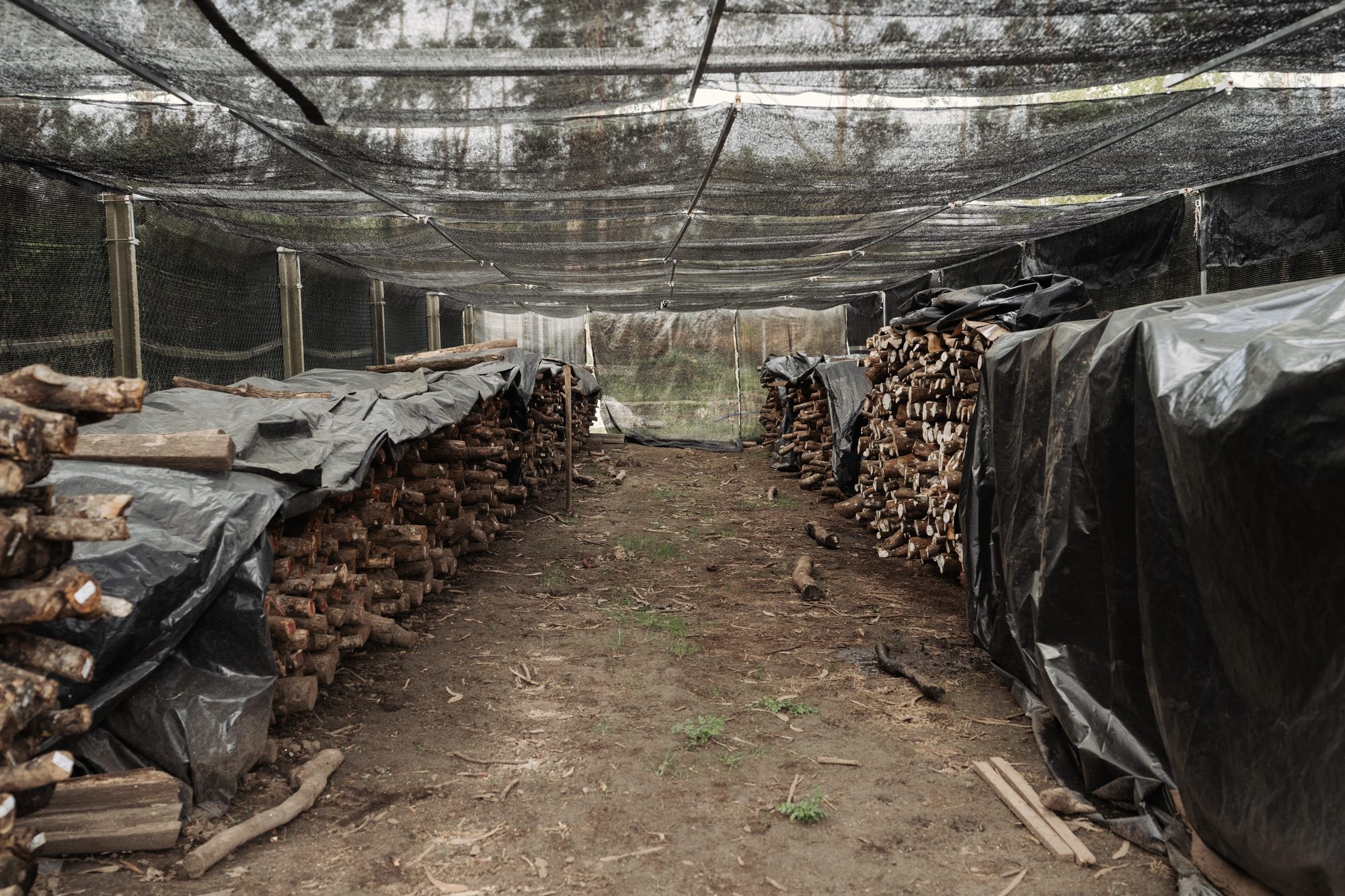 Zona de cultivo de Norteseo con pilas de troncos &aacute; sombra