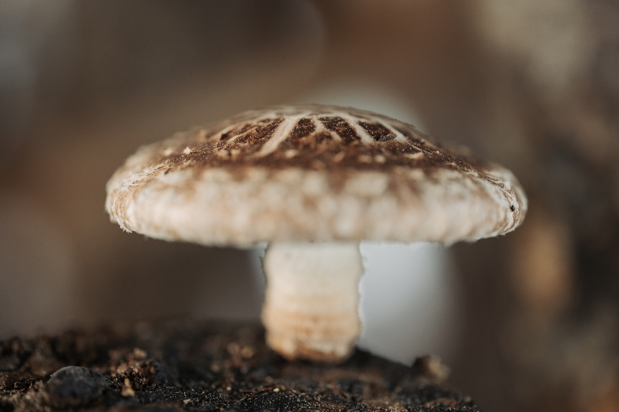 Shiitake de preto: sombreiro e p&eacute;