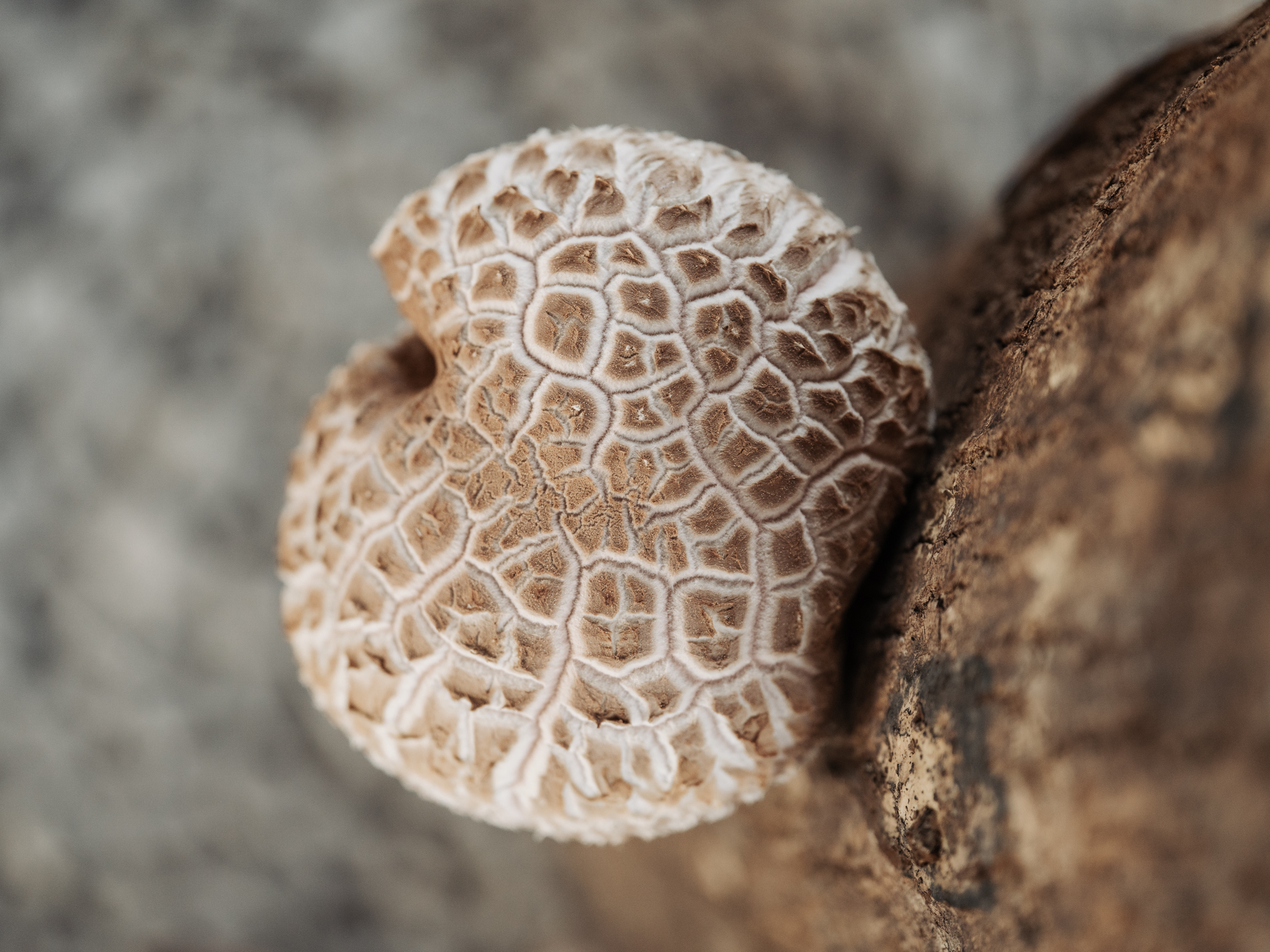 Detalle do sombreiro do shiitake