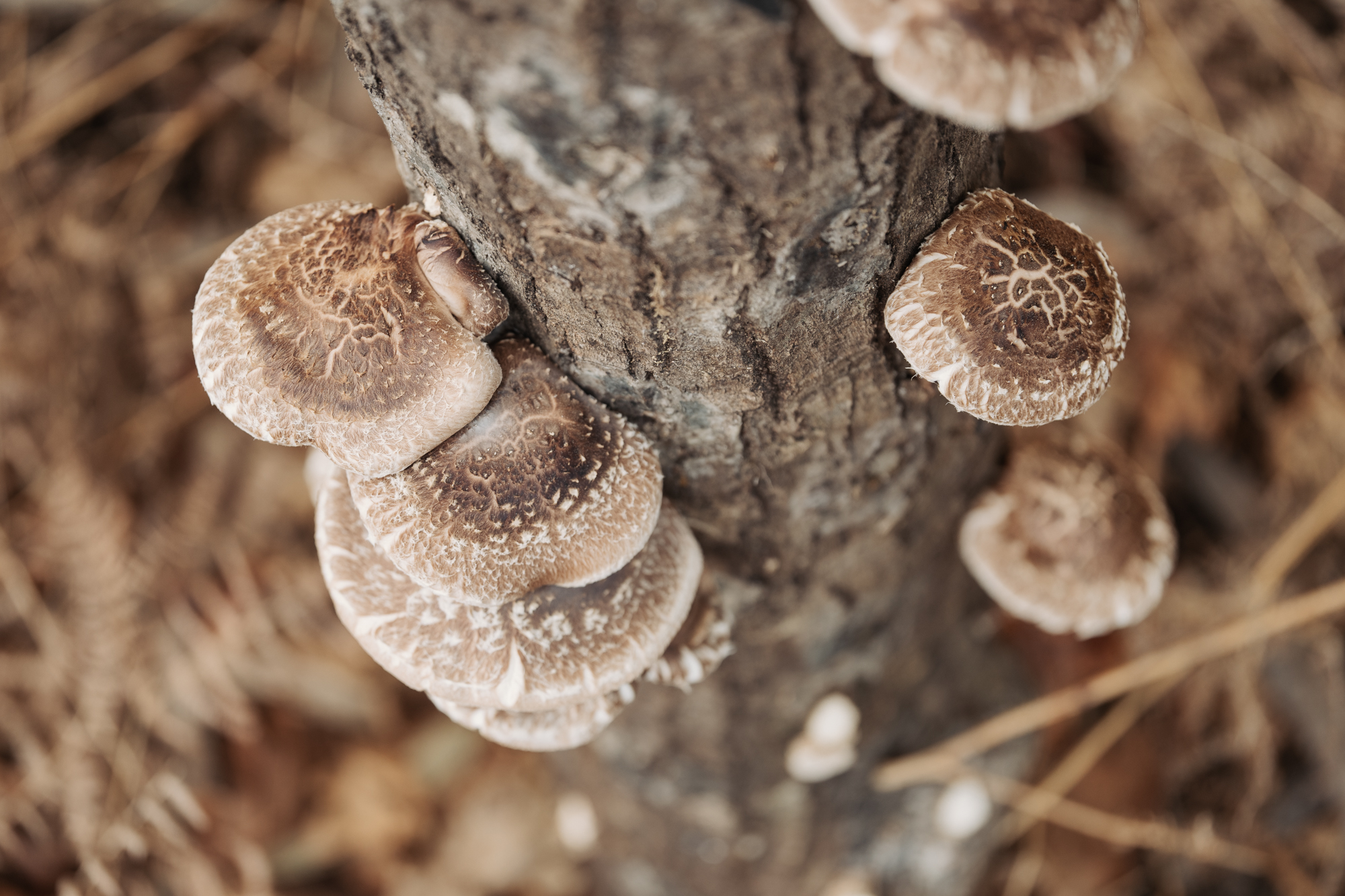 Shiitake frutificando nun tronco listo para colleitar