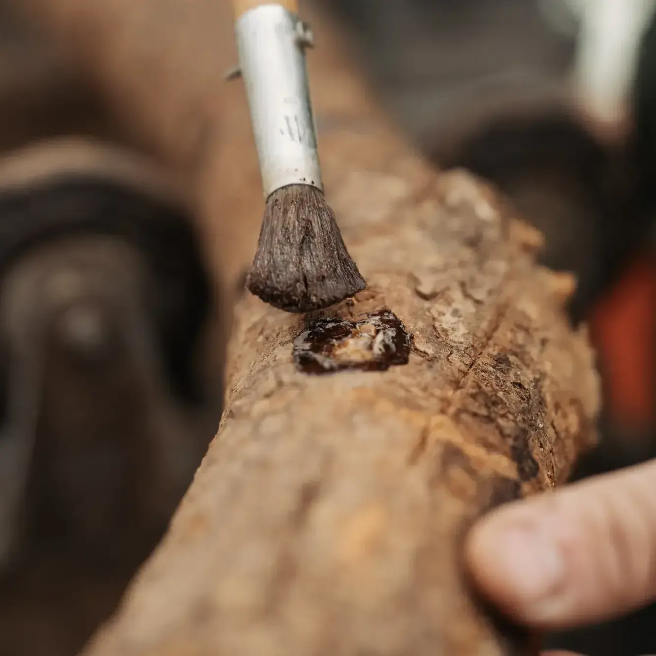 Tronco inoculado con shiitake