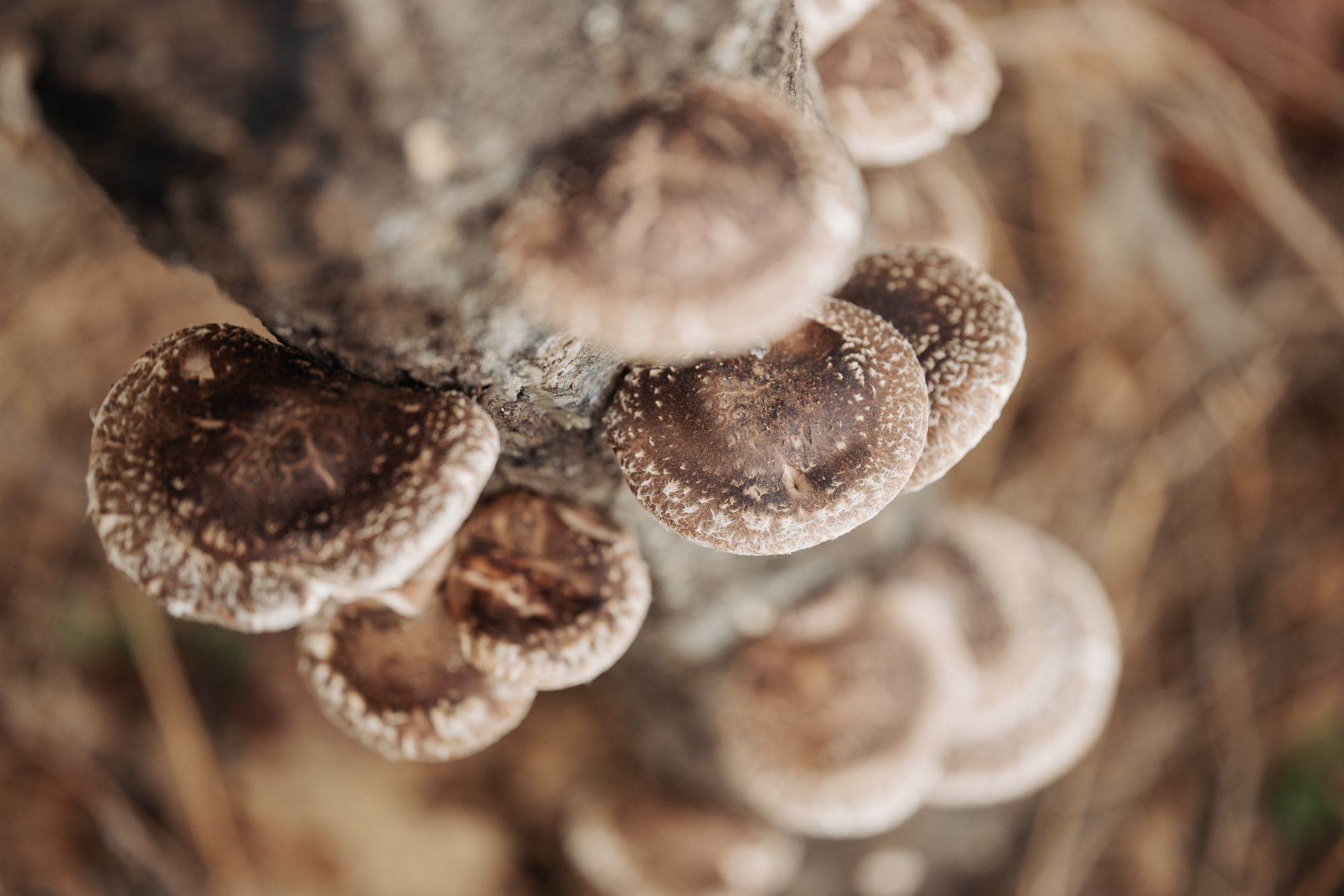 Shiitake no seu punto de colleita sobre tronco de carballo