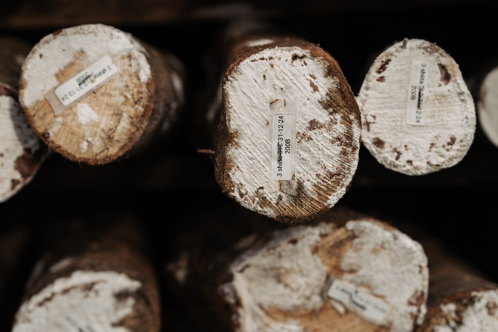 Detalle de troncos de carballo cortados para o cultivo de shiitake